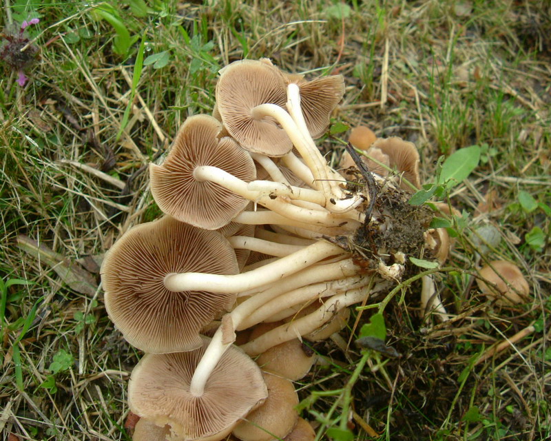 Collybia (cfr. Psathyrella piluliformis)